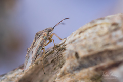Nysius senecionis