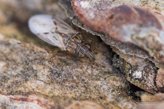 Nysius senecionis
