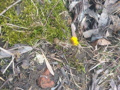 Tussilago farfara