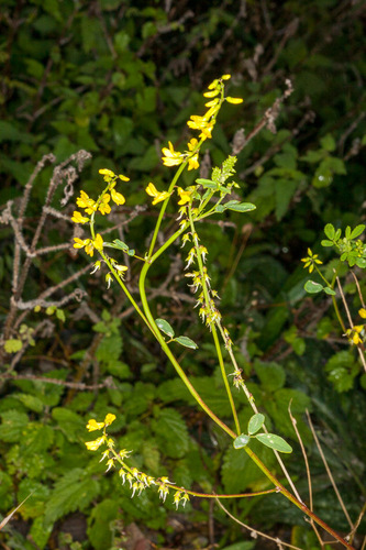 Yellow Sweetclover (Melilotus officinalis)
