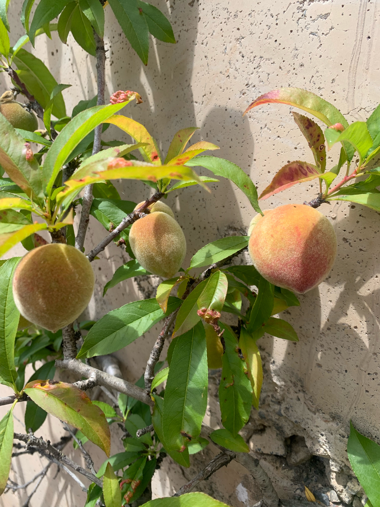 Prunus persica