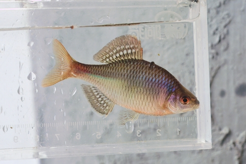 Barbel bitterling (Acheilognathus barbatus) — Cyprinidae — 3