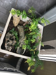 Araucariaceae