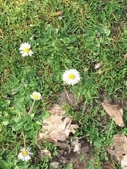 Bellis perennis