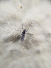 Diptera