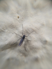 Diptera