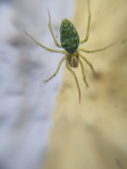 Nigma walckenaeri