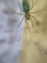 Nigma walckenaeri