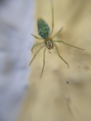 Nigma walckenaeri