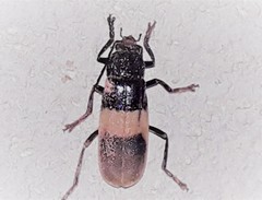 Chauliognathus tripartitus