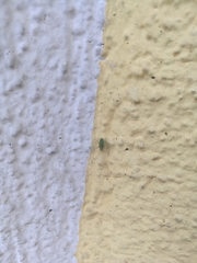 Nigma walckenaeri