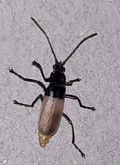 Chauliognathus tripartitus