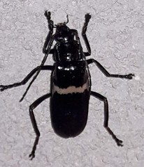 Chauliognathus tripartitus