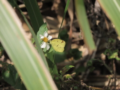 Eurema hecabe hecabe