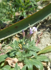 Malcolmia ramosissima