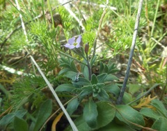 Malcolmia ramosissima