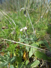 Malcolmia ramosissima