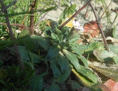 Malcolmia ramosissima
