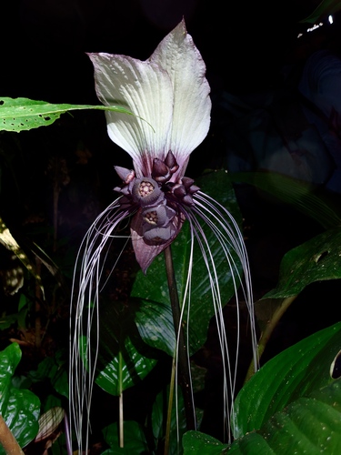 Tacca integrifolia
