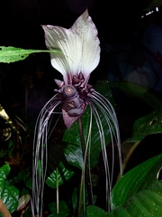 Tacca integrifolia