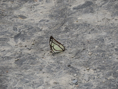 Polyura narcaea meghaduta