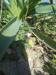 Malcolmia ramosissima
