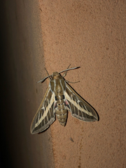 Hyles livornicoides