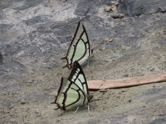 Polyura narcaea meghaduta