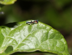 Diedrocephala variegata