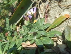 Malcolmia ramosissima