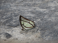 Polyura narcaea meghaduta