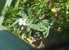 Malcolmia ramosissima
