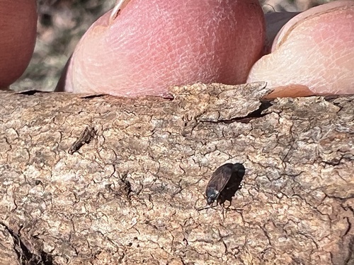 Cryphula trimaculata photo 5