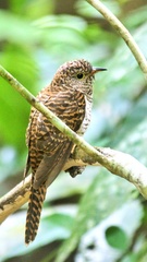 Cacomantis variolosus sepulcralis