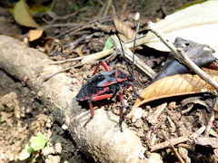 Pachylis pharaonis