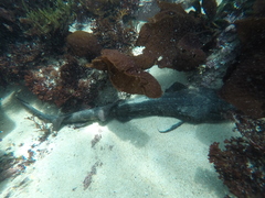 Haploblepharus pictus