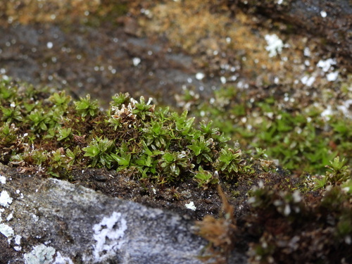 Encalypta procera observed 2026-03-29