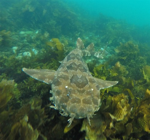 Spotted Wobbegong, photo 7 of 9