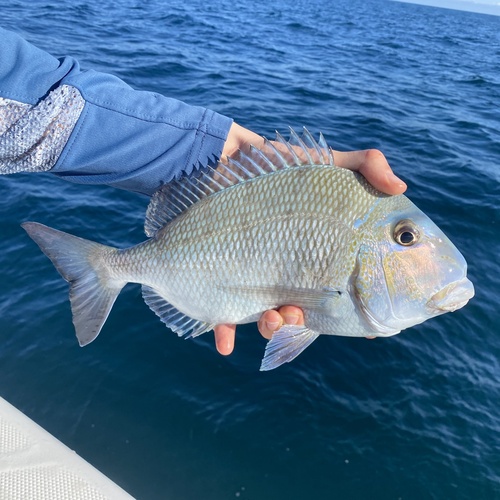 Littlemouth porgy (Calamus penna) — Sparidae