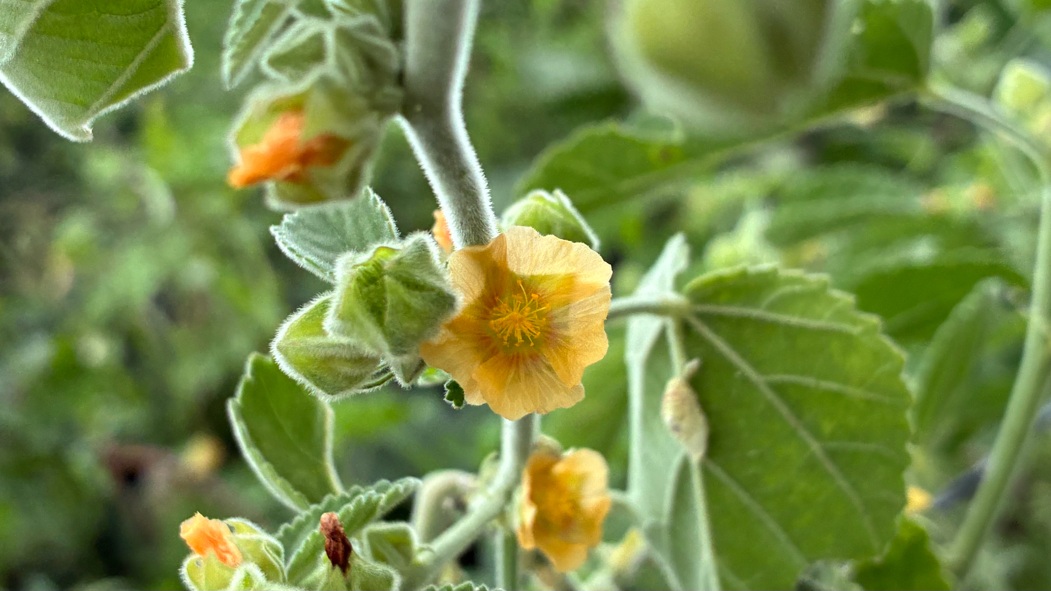 Sida cordifolia