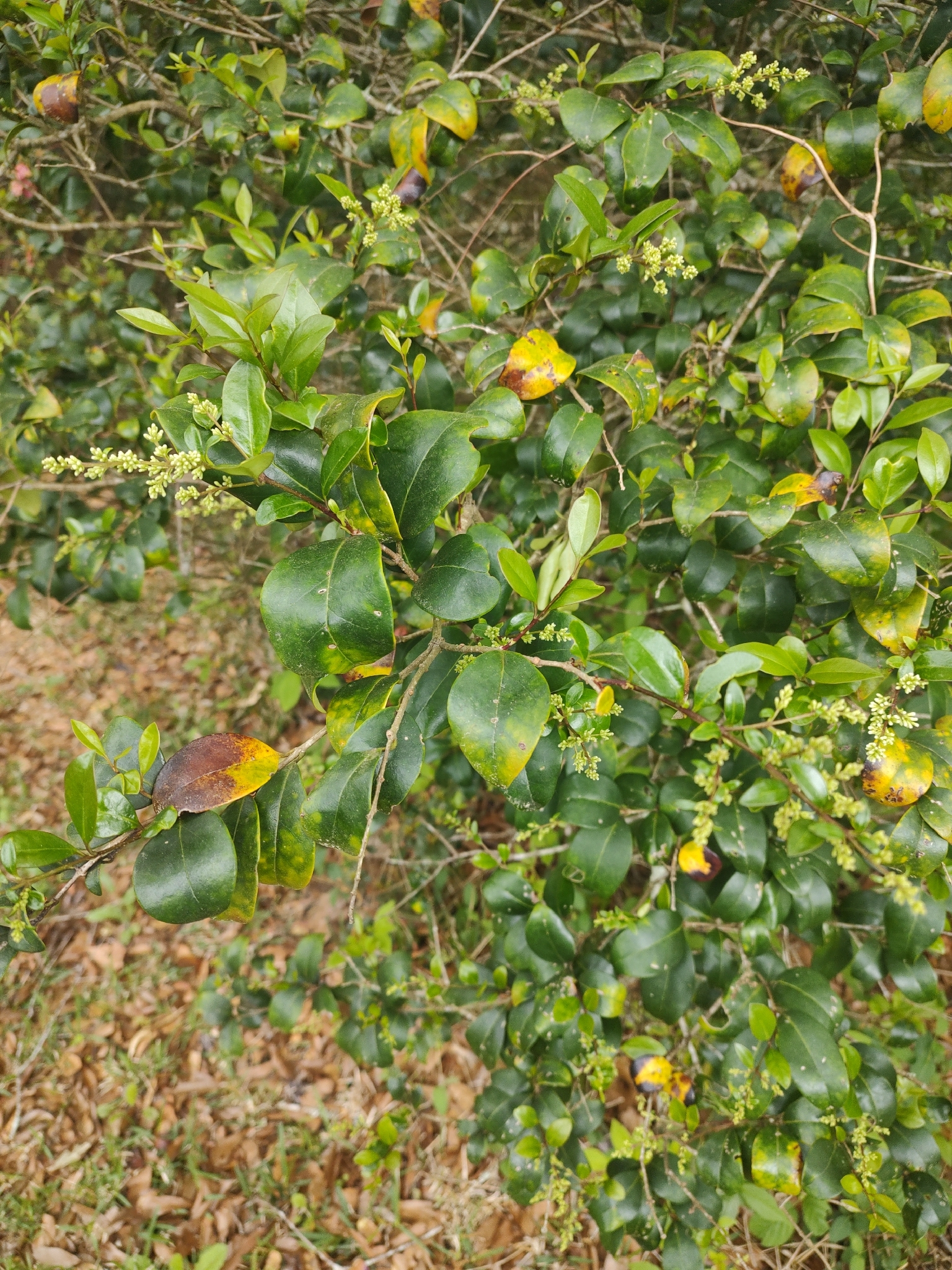 Wax-Leaf Ligustrum (Ligustrum japonicum)