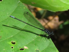 Argia yungensis