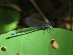 Argia yungensis