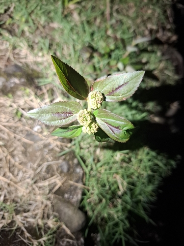 Asthma Plant