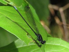 Argia yungensis