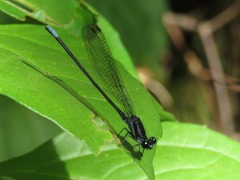 Argia yungensis