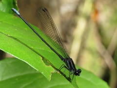 Argia yungensis