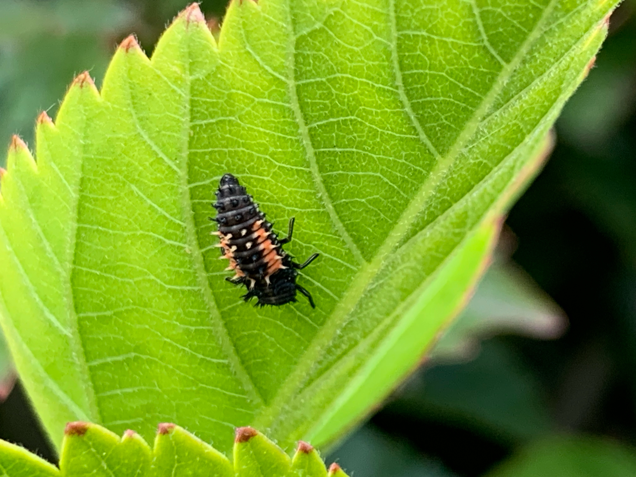 Harmonia axyridis