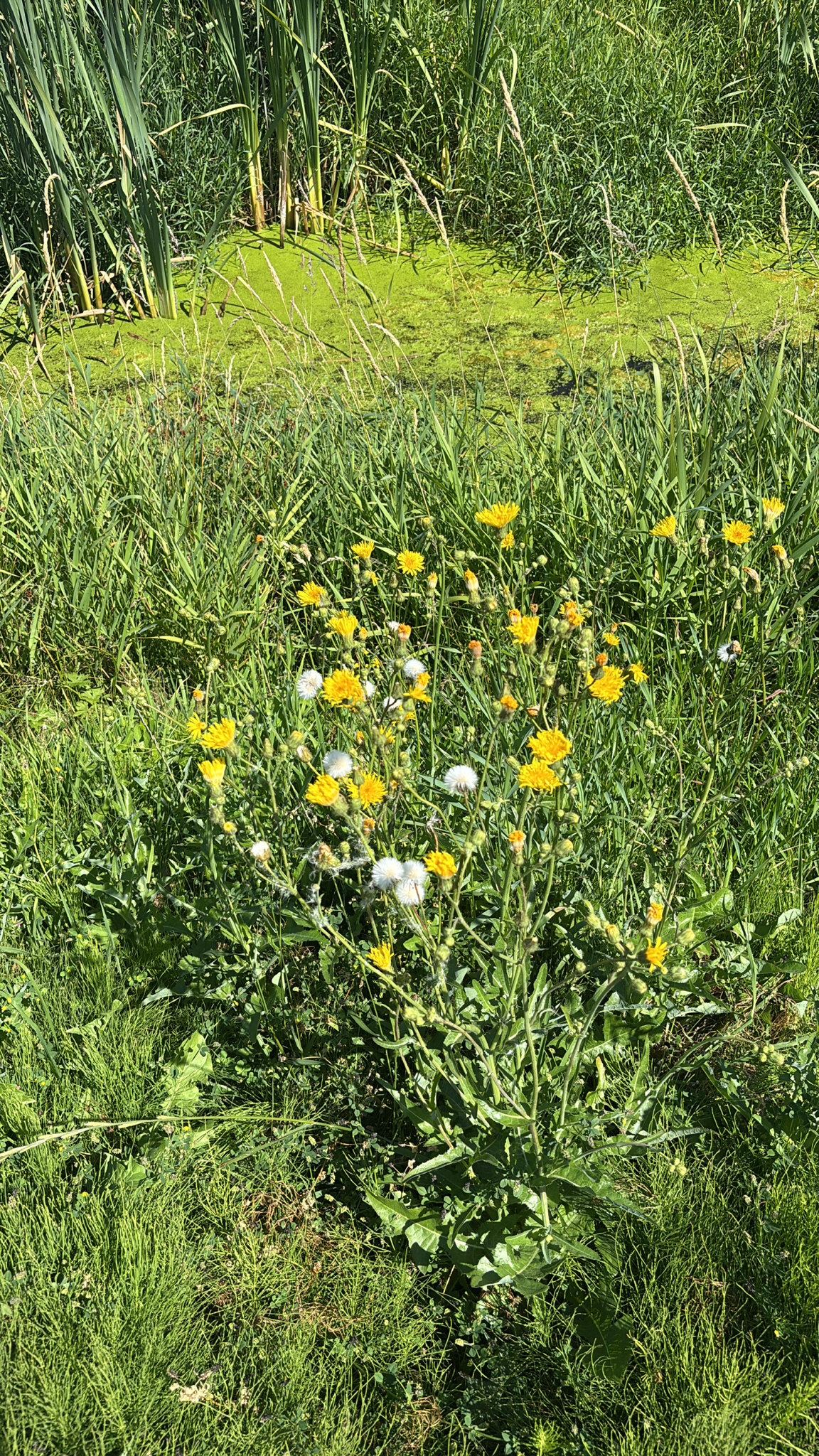Perennial Sow Thistle (Sonchus arvensis)