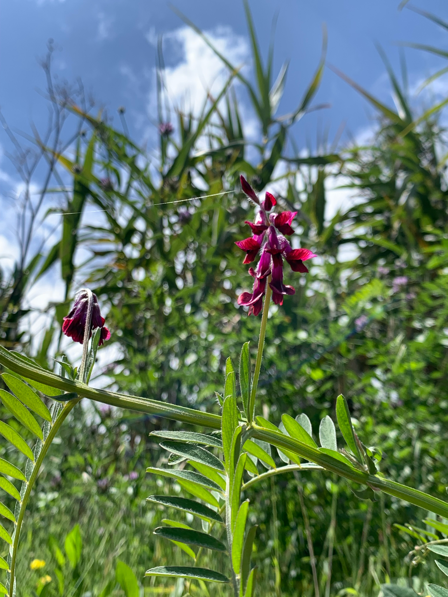 Veza purpúrea